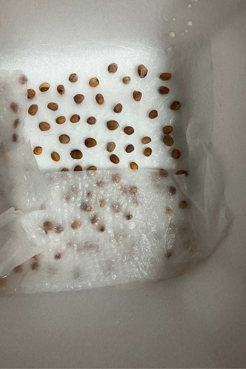 発芽処理中の種