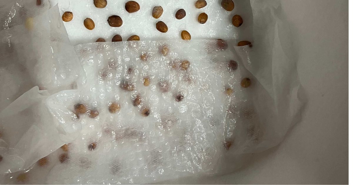 発芽処理