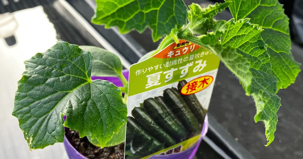 夏すずみの苗