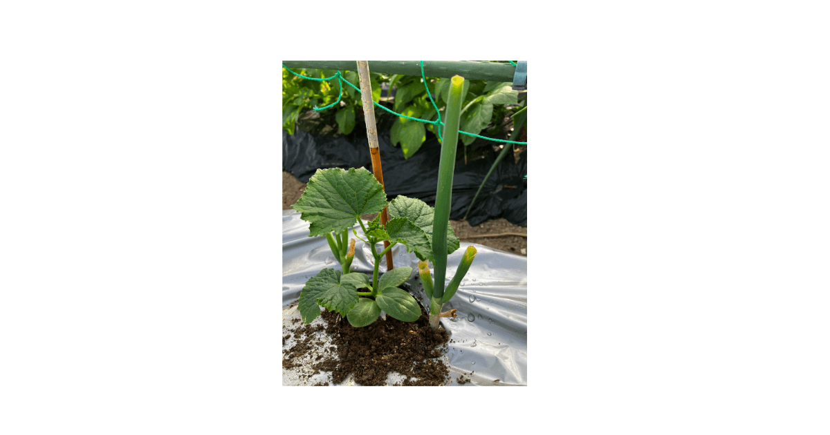 きゅうりの植え付け
