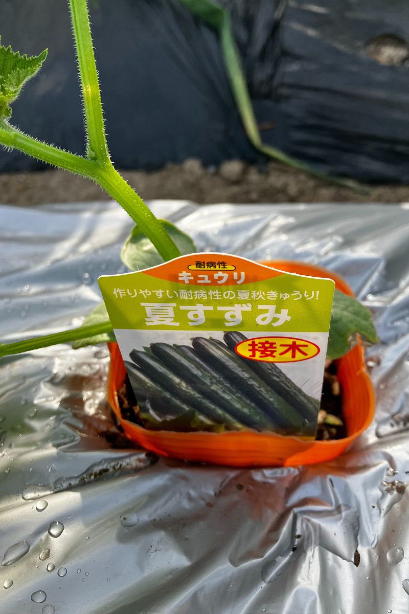 接木苗の夏すずみ