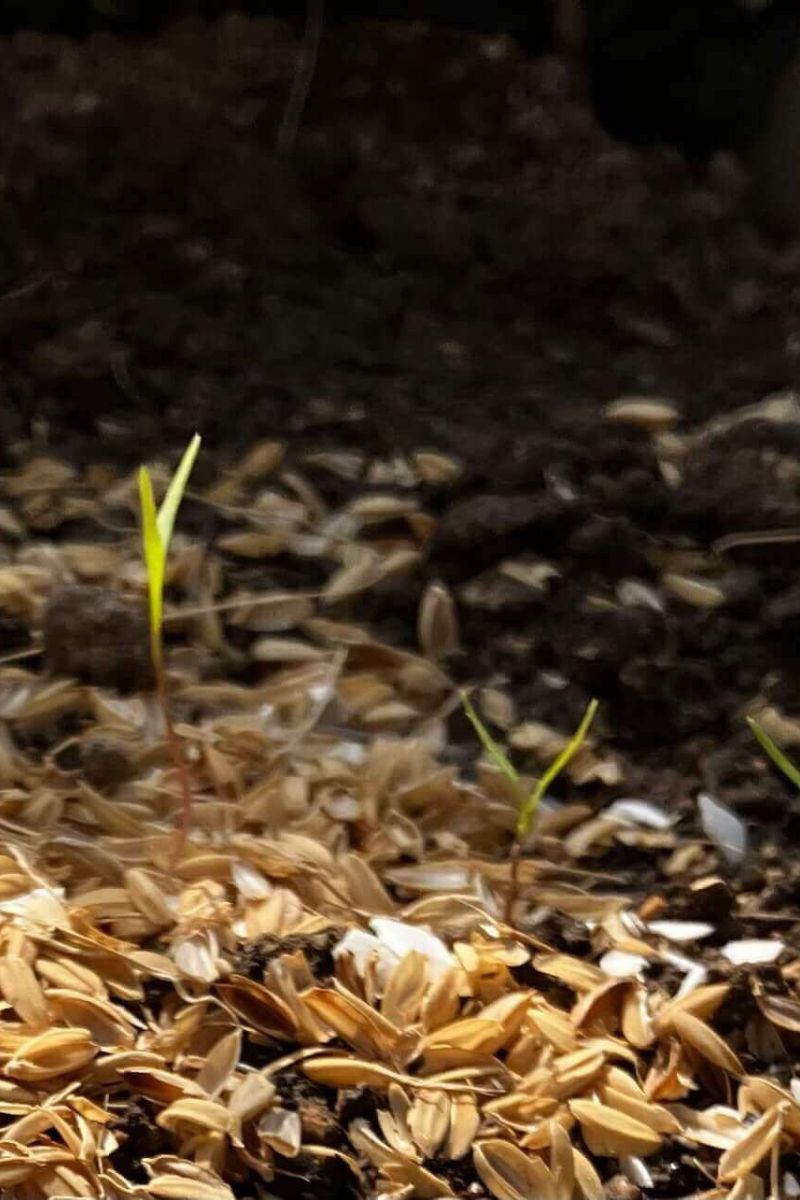発芽処理をして植えた人参
