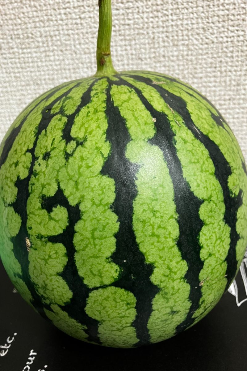 収穫したスイカ
