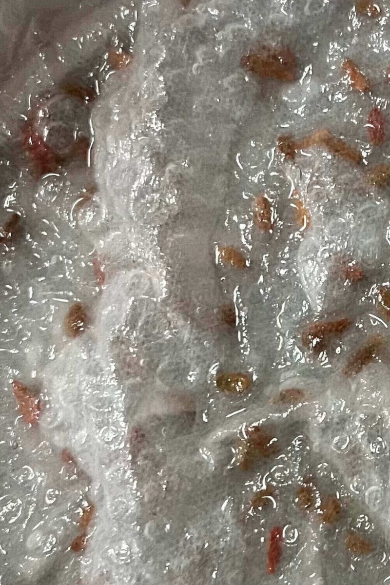 人参の種の発芽処理