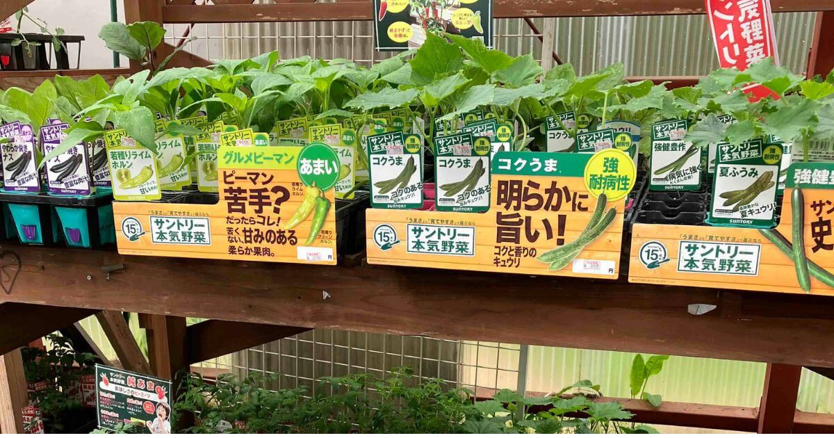 店頭で売っている苗