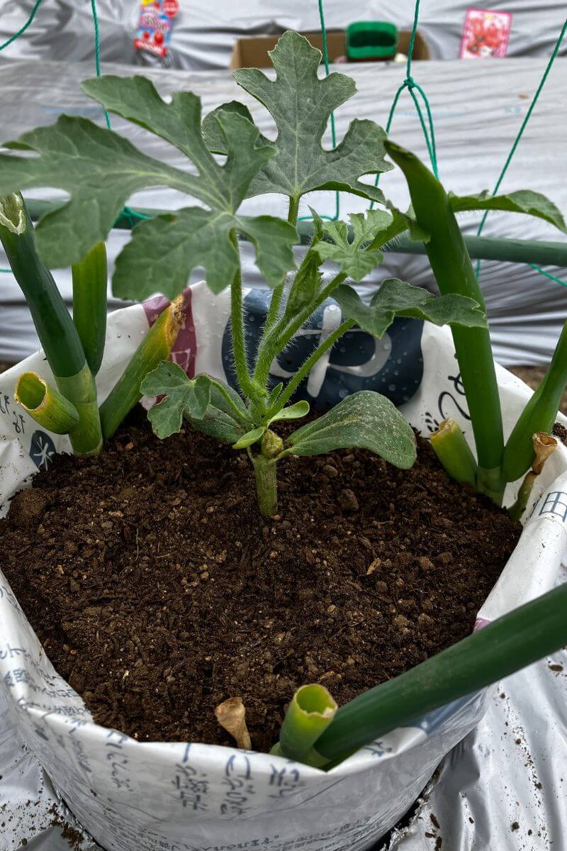 スイカの植え付け