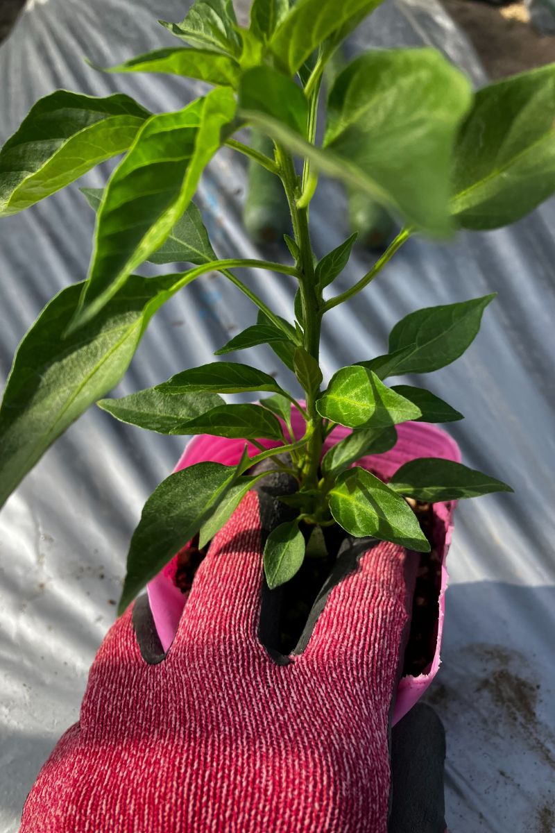 ポット苗の植え方