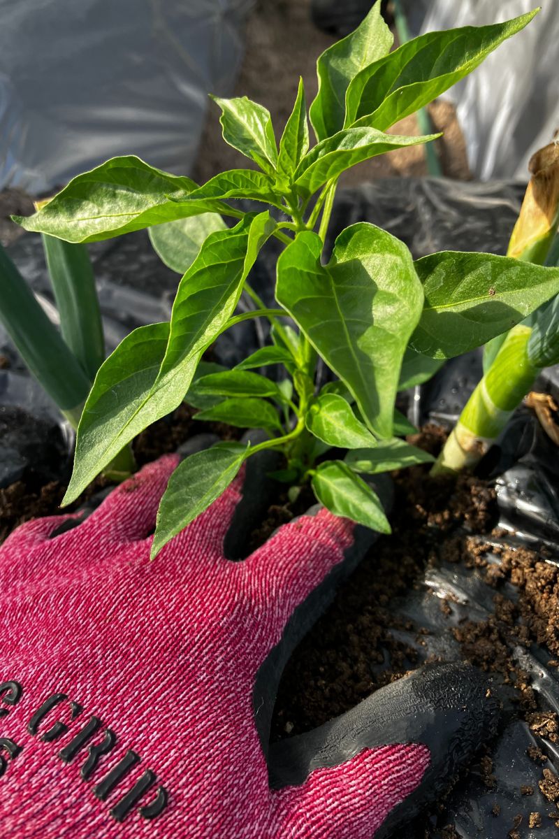 ポット苗の植え方