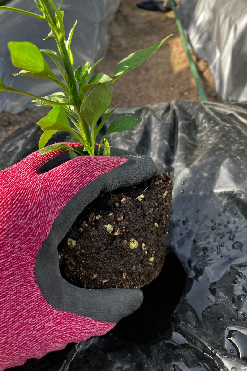 ポット苗の植え方