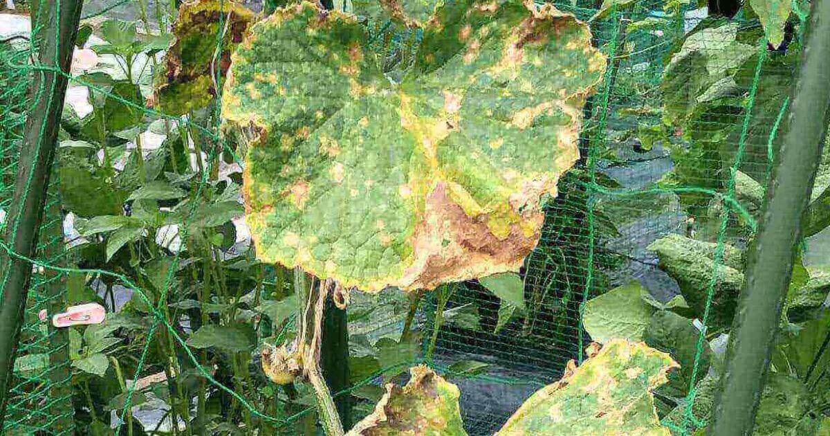 べと病にかかったきゅうりの葉