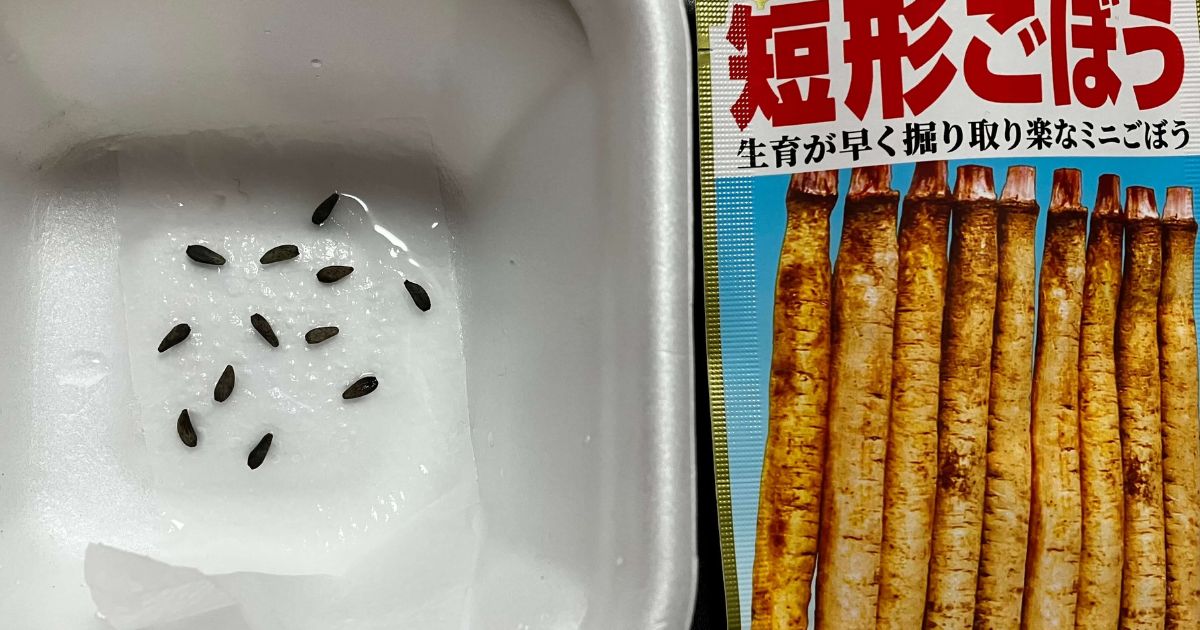 短形ごぼう