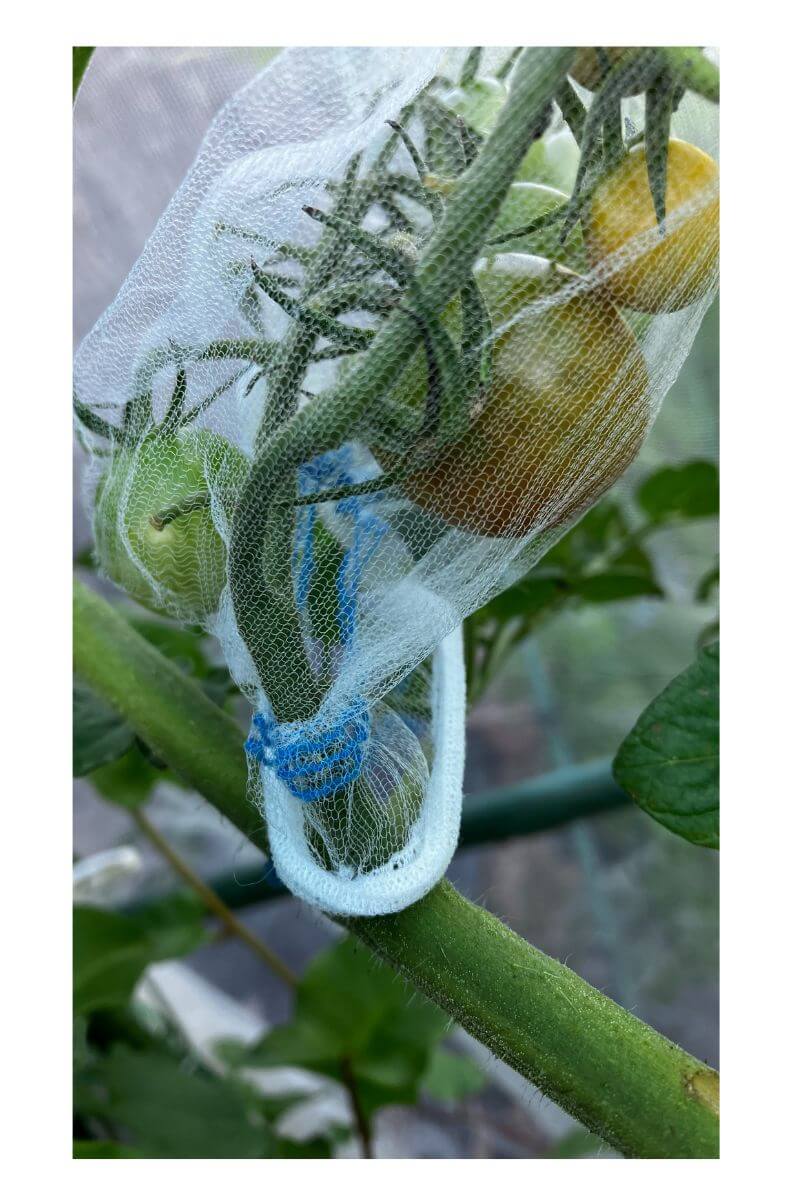 DAISOの水切りネットで害虫対策