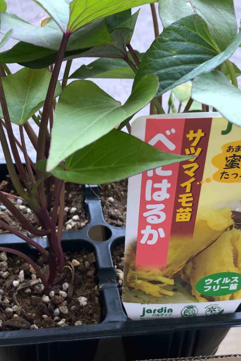 さつまいもの苗　ポット苗