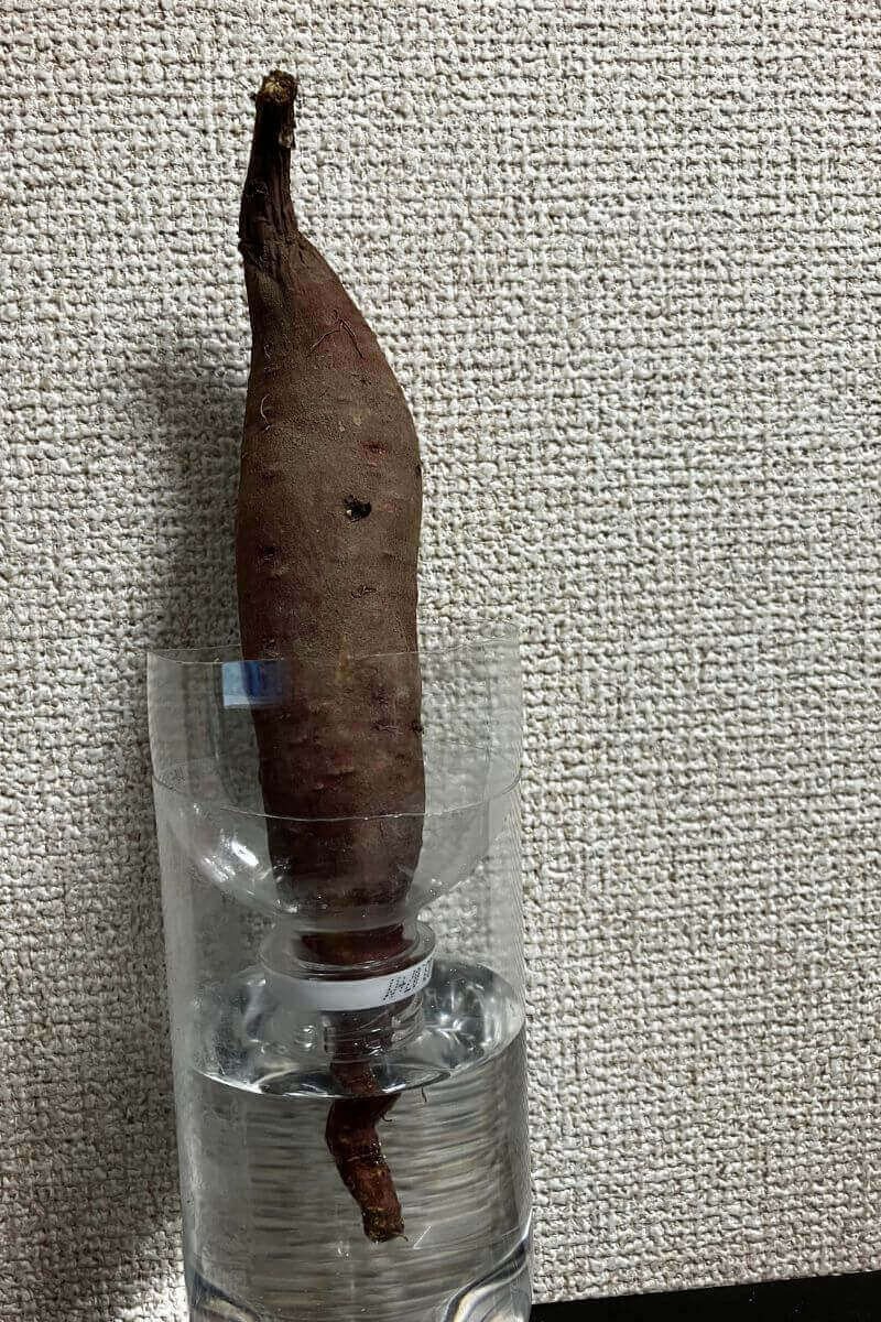 さつまいもの芽出し