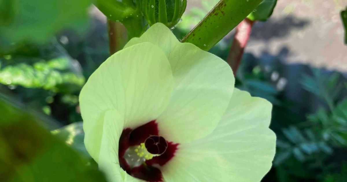 オクラの花