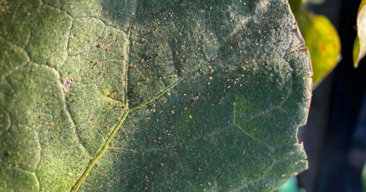 葉に発生したハダニ