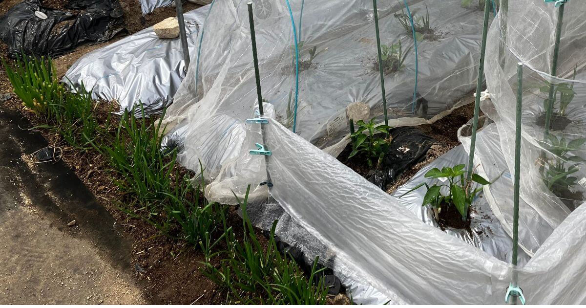 ほったらかし栽培で畑の端っこに植えたニラとネギ