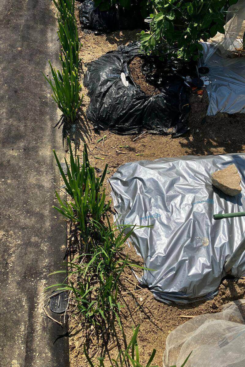 畑の端に植えているニラ