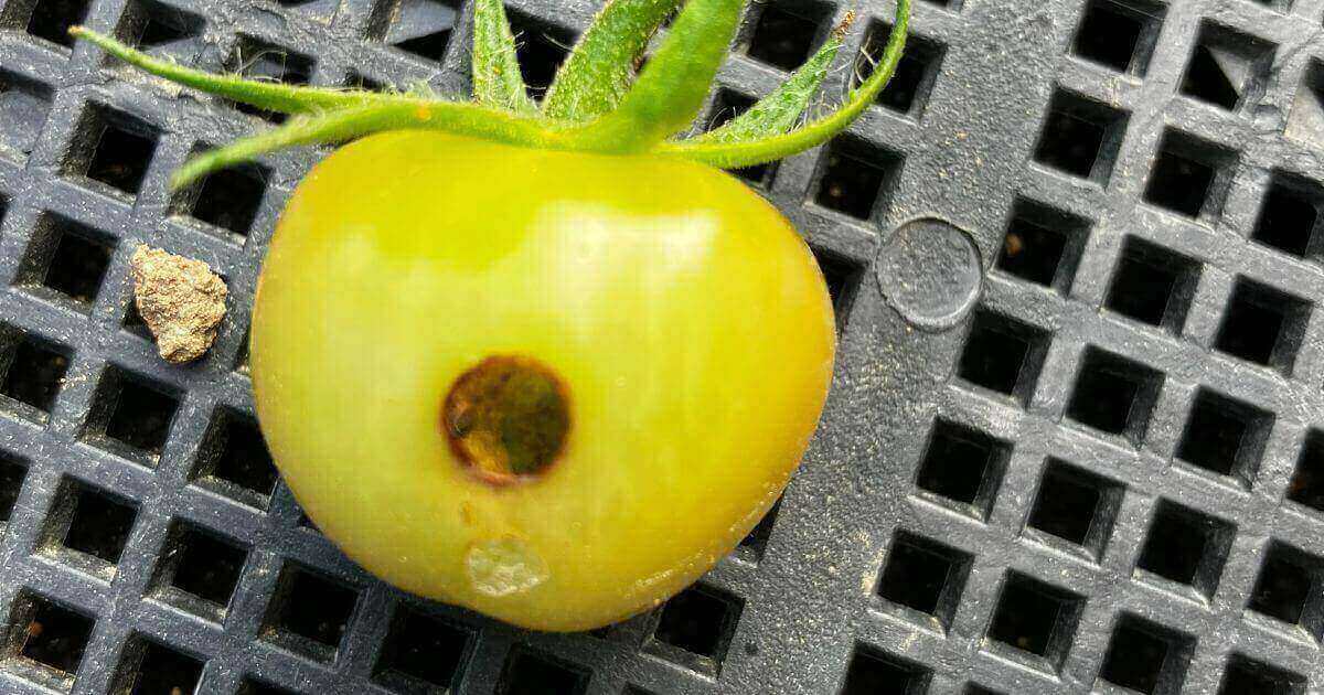 タバコガに穴をあけられたミニトマト