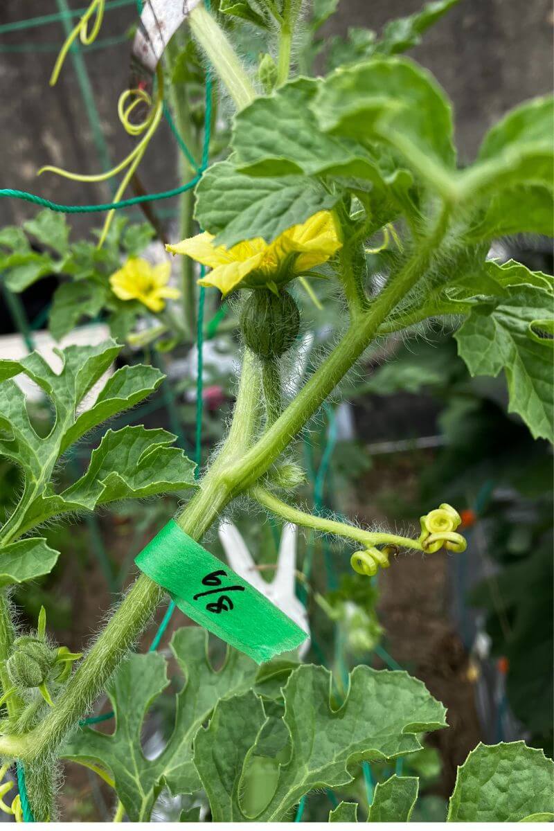 スイカの雌花