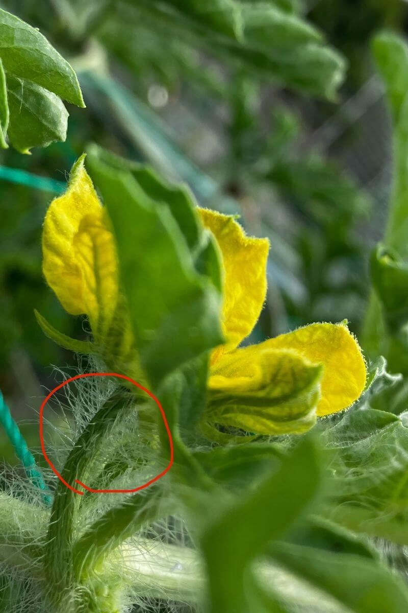 スイカの雄花