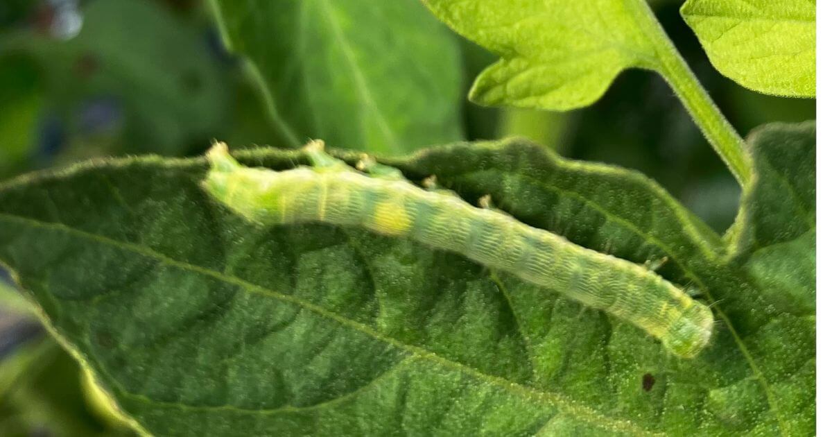 トマトを食害するタバコガ