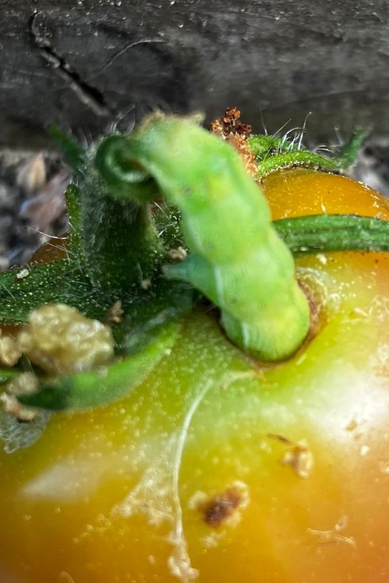トマトの実に頭を入れて中身を食べている