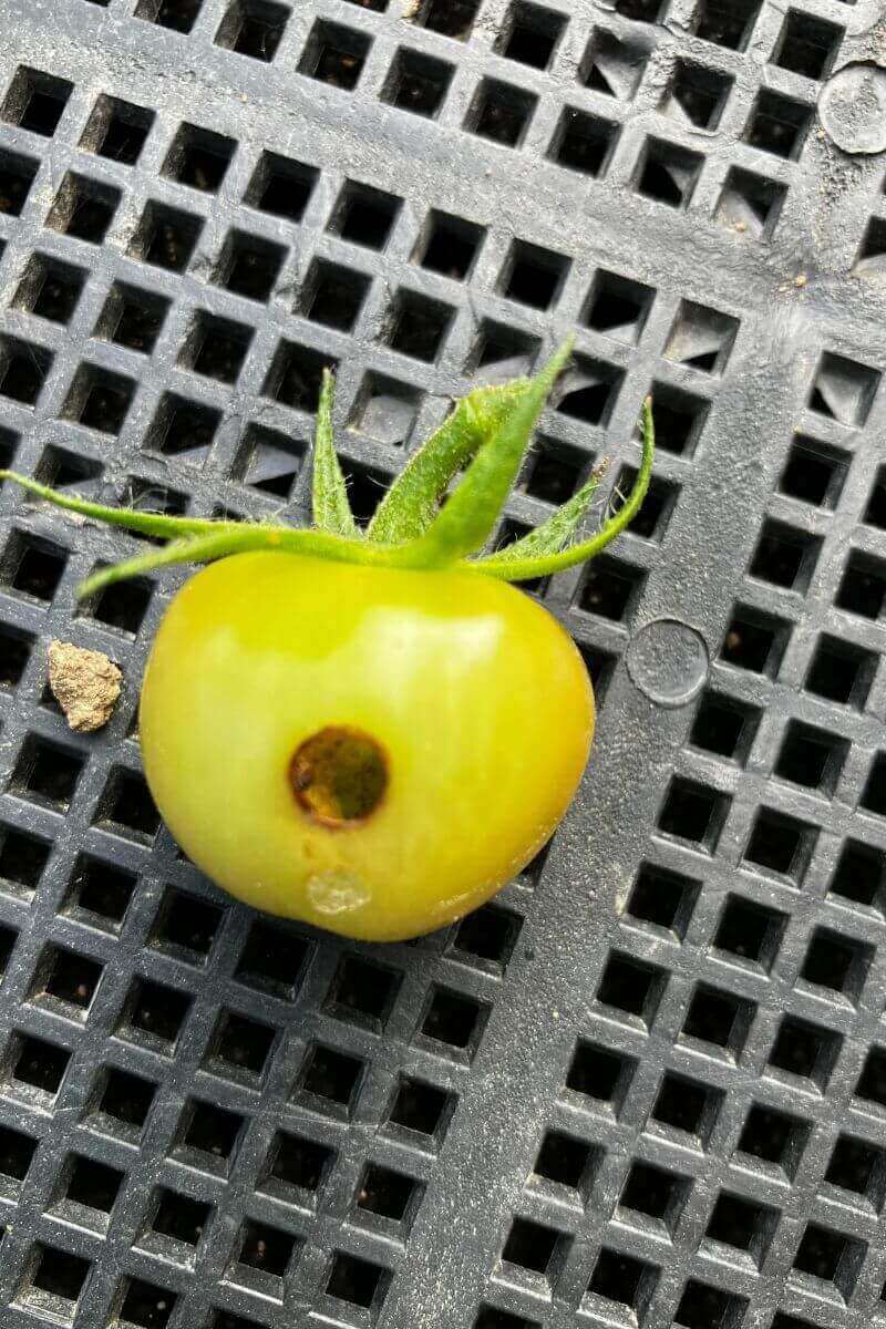 穴があいたトマト