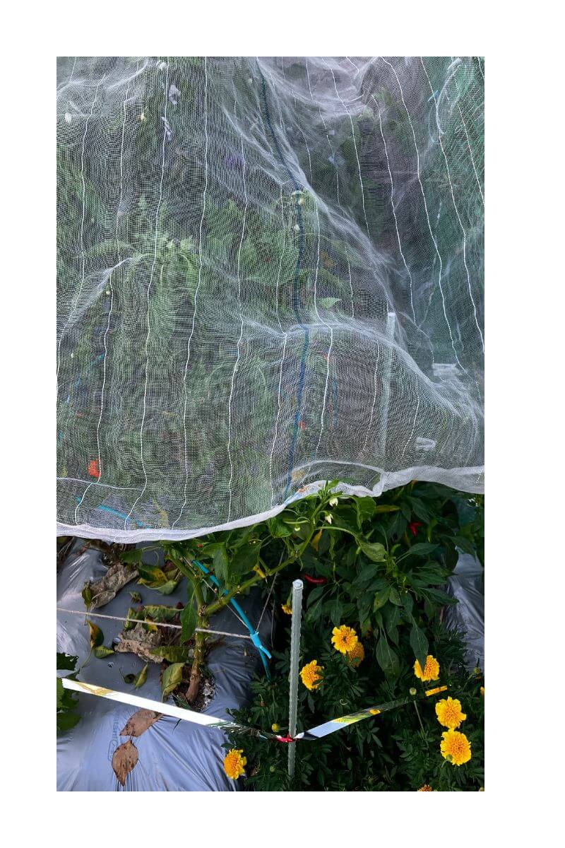 遮光のための防虫ネット