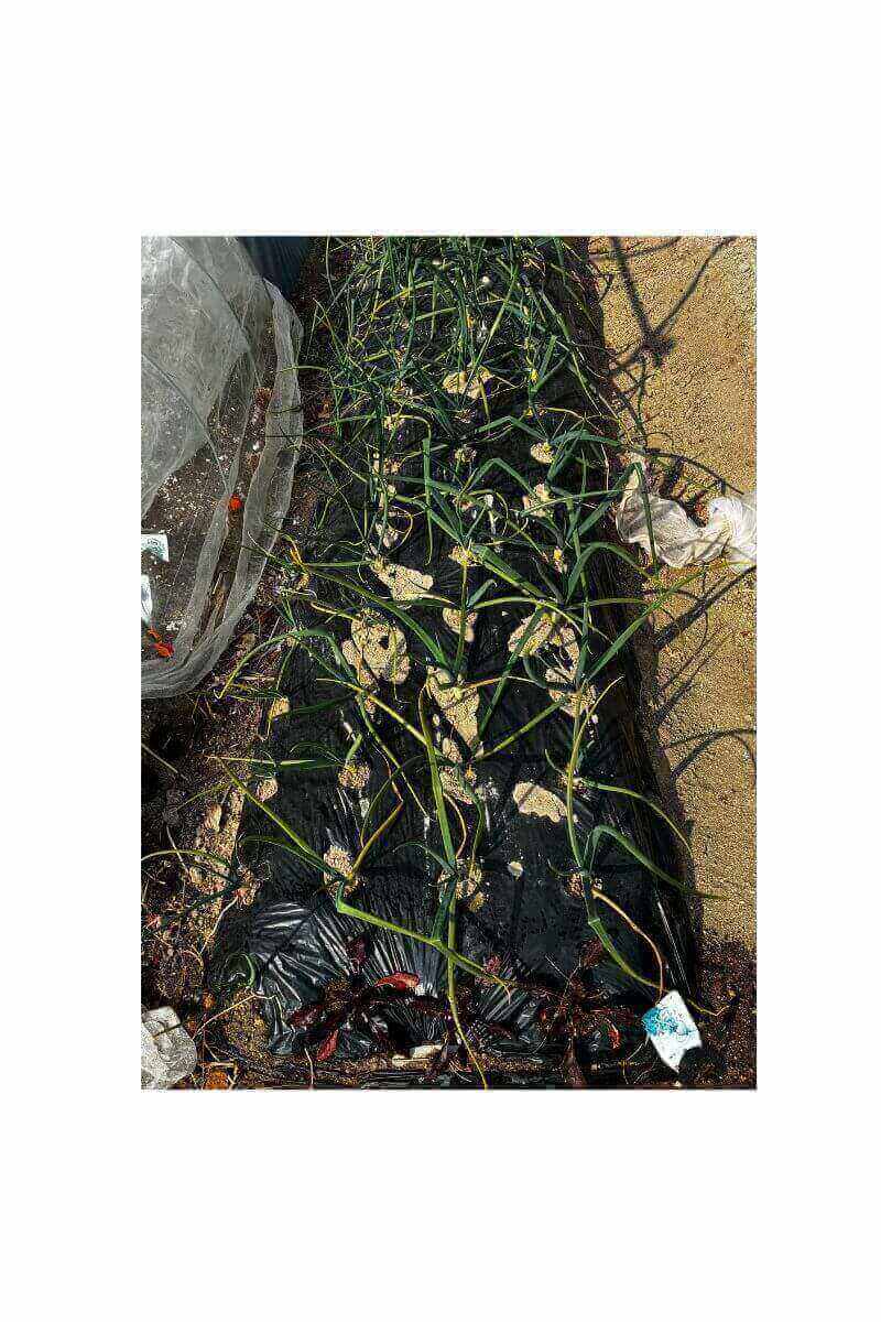 たまねぎの栽培