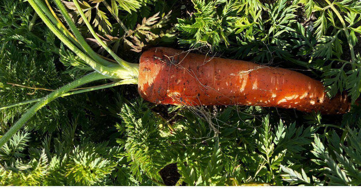 にんじんの栽培