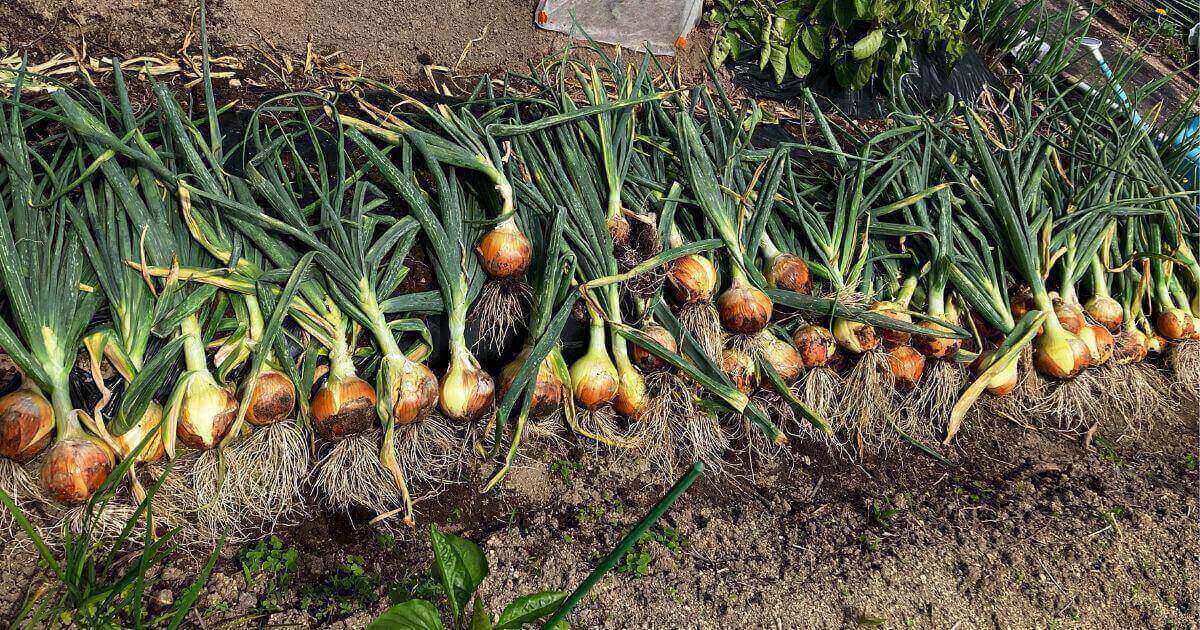 たまねぎ栽培