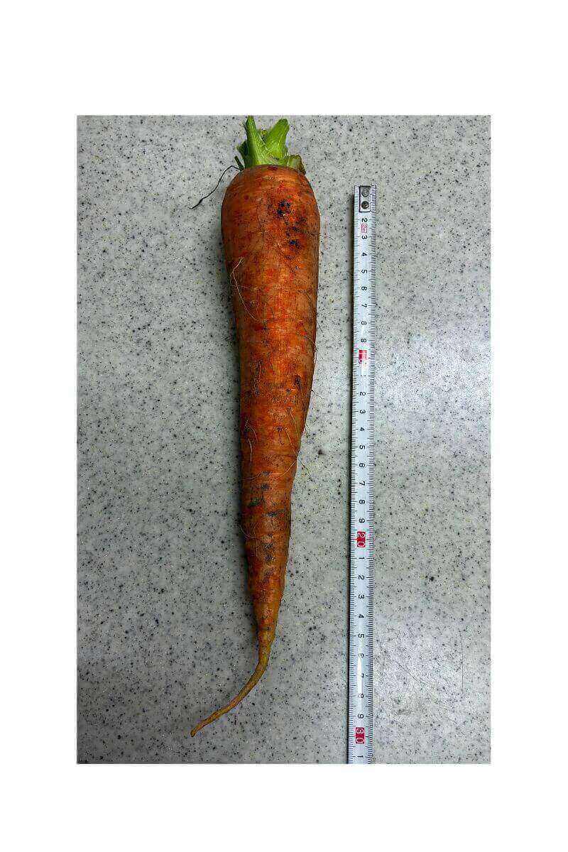 にんじんの収穫