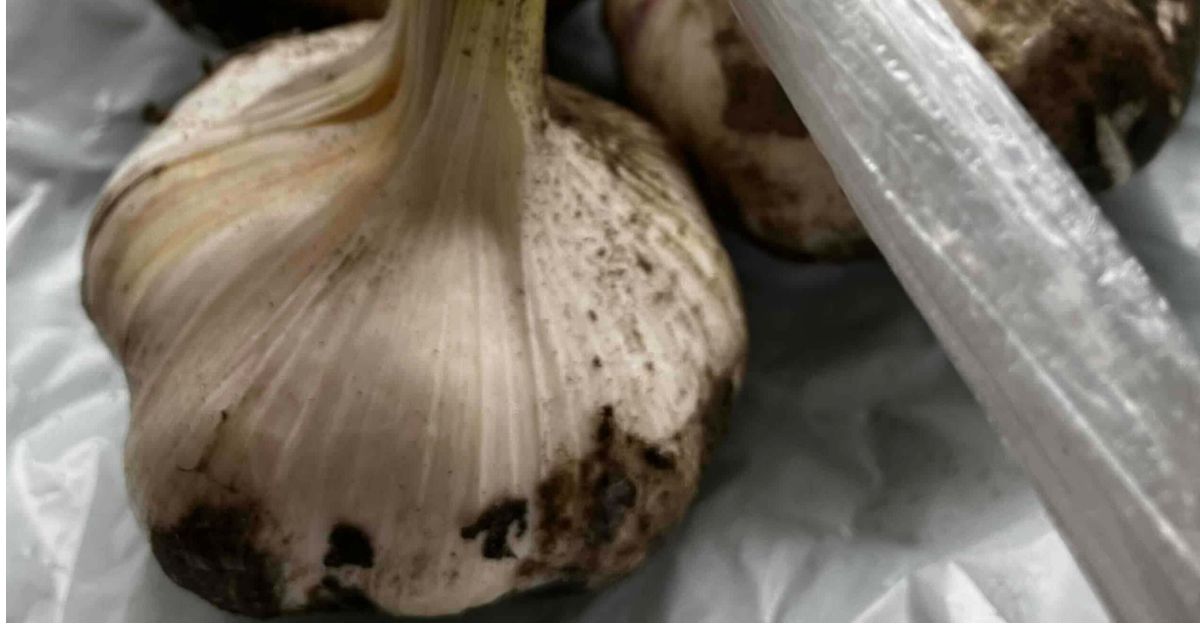 にんにくの栽培