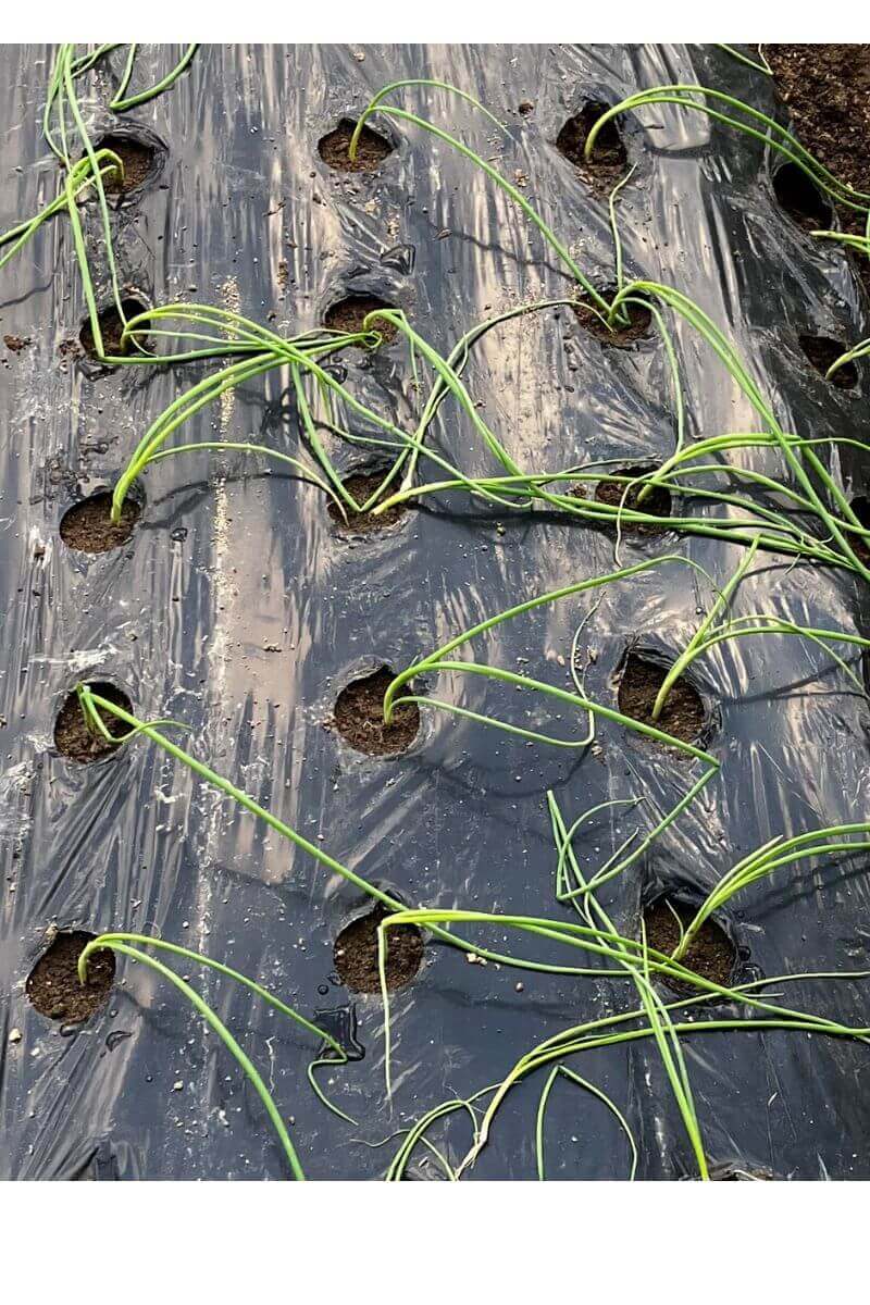 たまねぎの植え付け