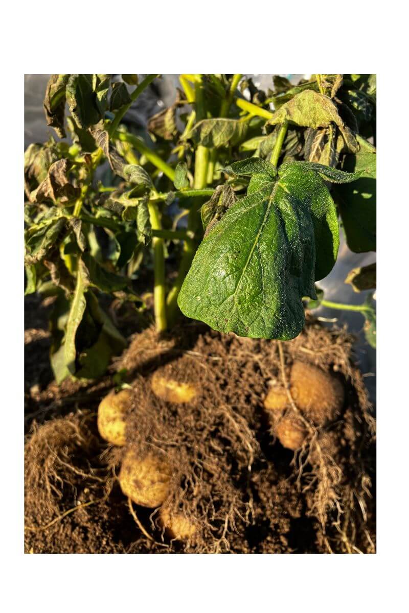 秋じゃがいもの収穫