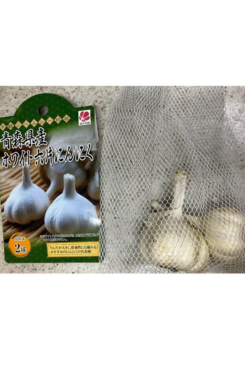 購入した種にんにく