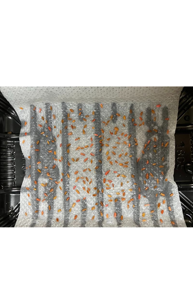 秋まきにんじんの発芽処理