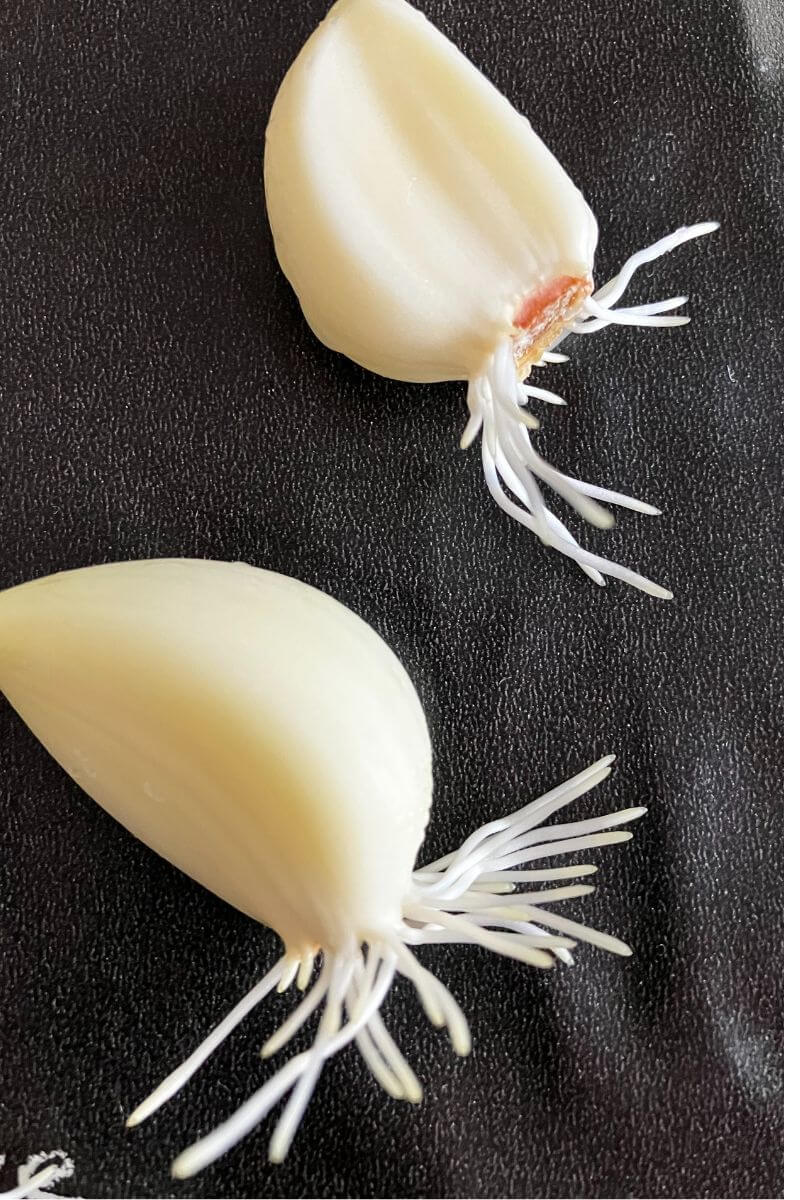 根がでてきた種にんにく