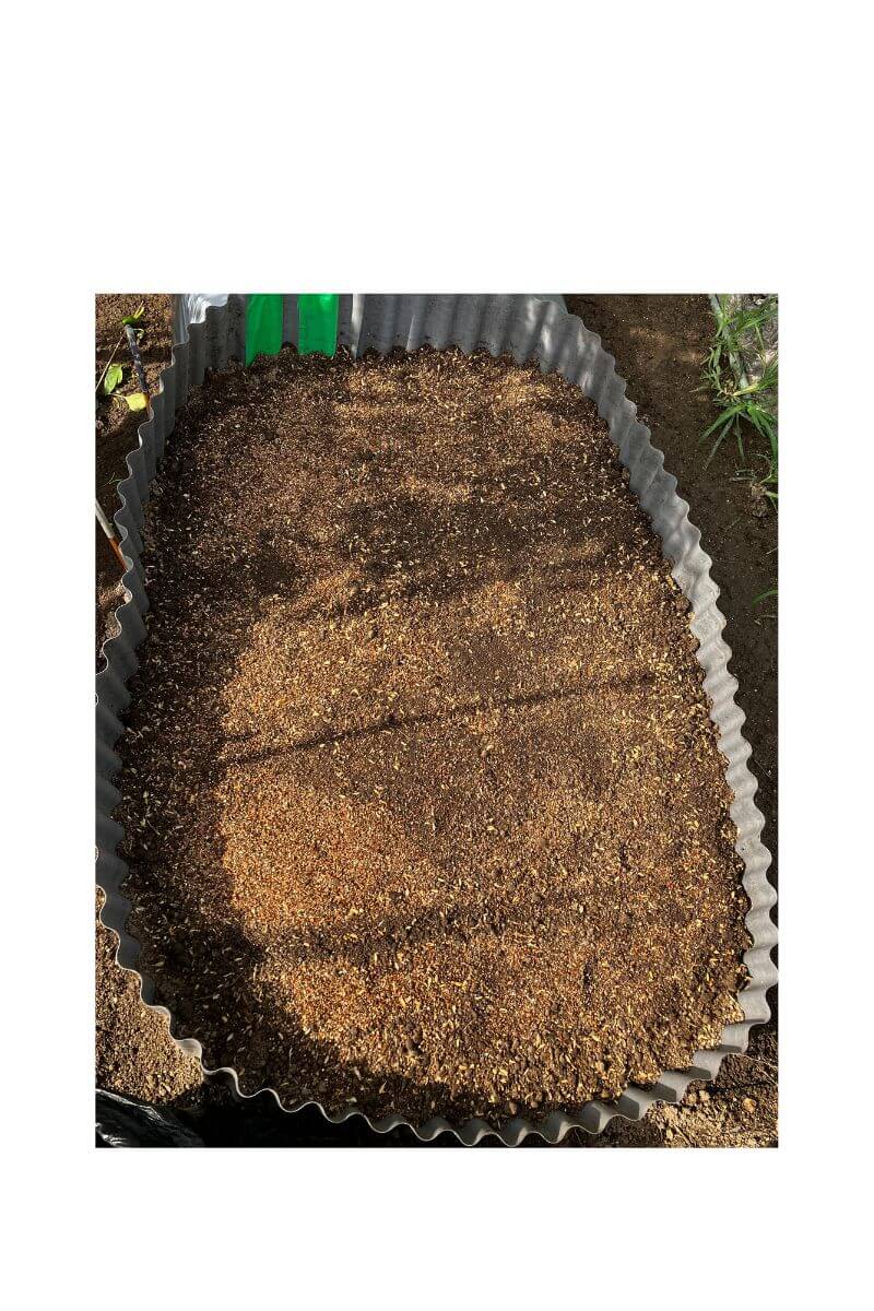 にんじんの種の植え付け