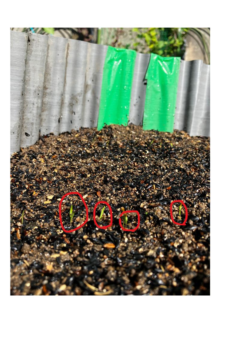 にんじんの発芽