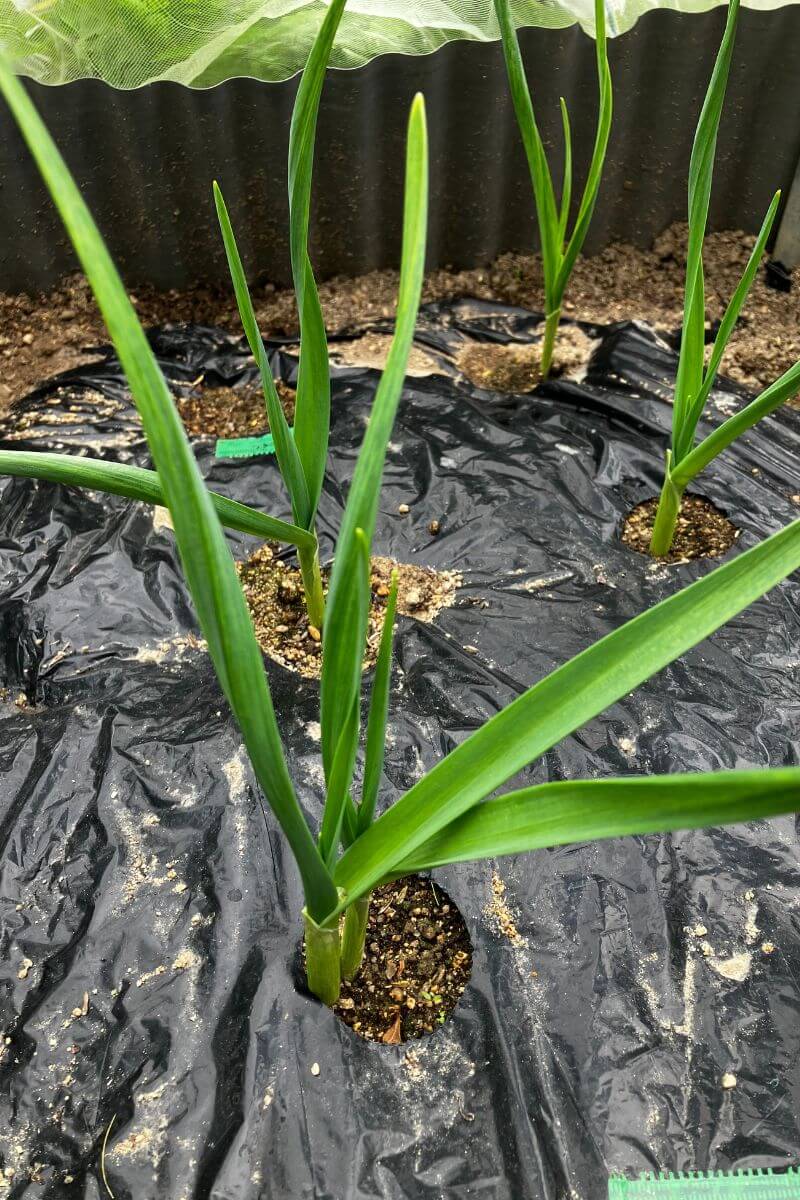 発芽処理をして植え付けたにんにくが発芽しました