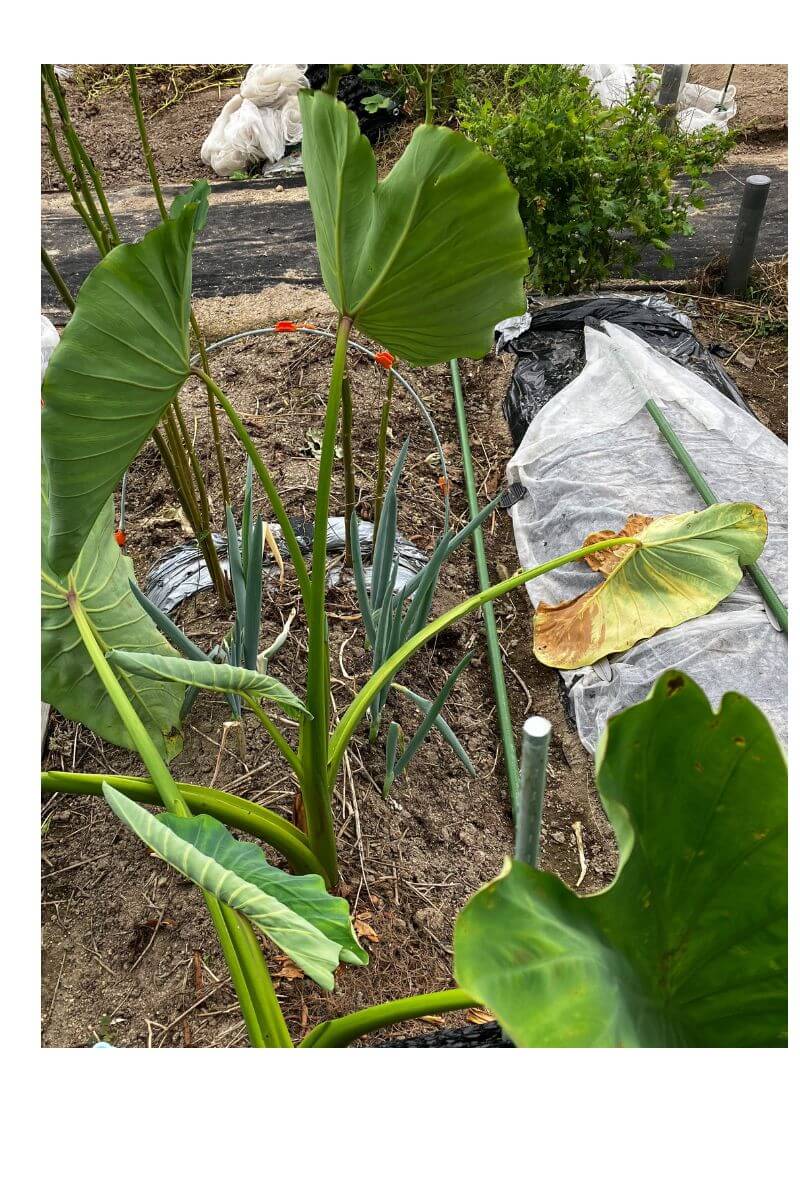 葉っぱが枯れて、茎が倒れてきた里芋
