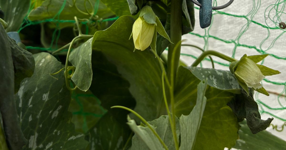 スナップエンドウの栽培