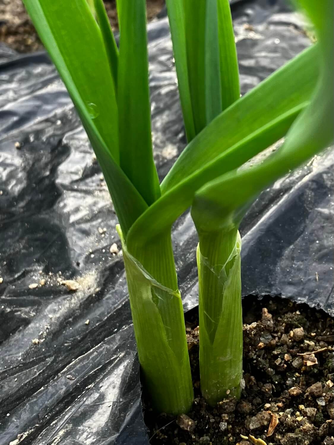 芽が2本出たにんにく