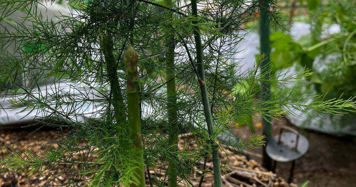 アスパラガスの栽培