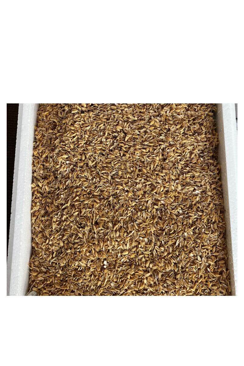 さといもの保存