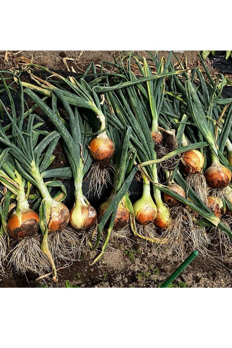 収穫したたまねぎ