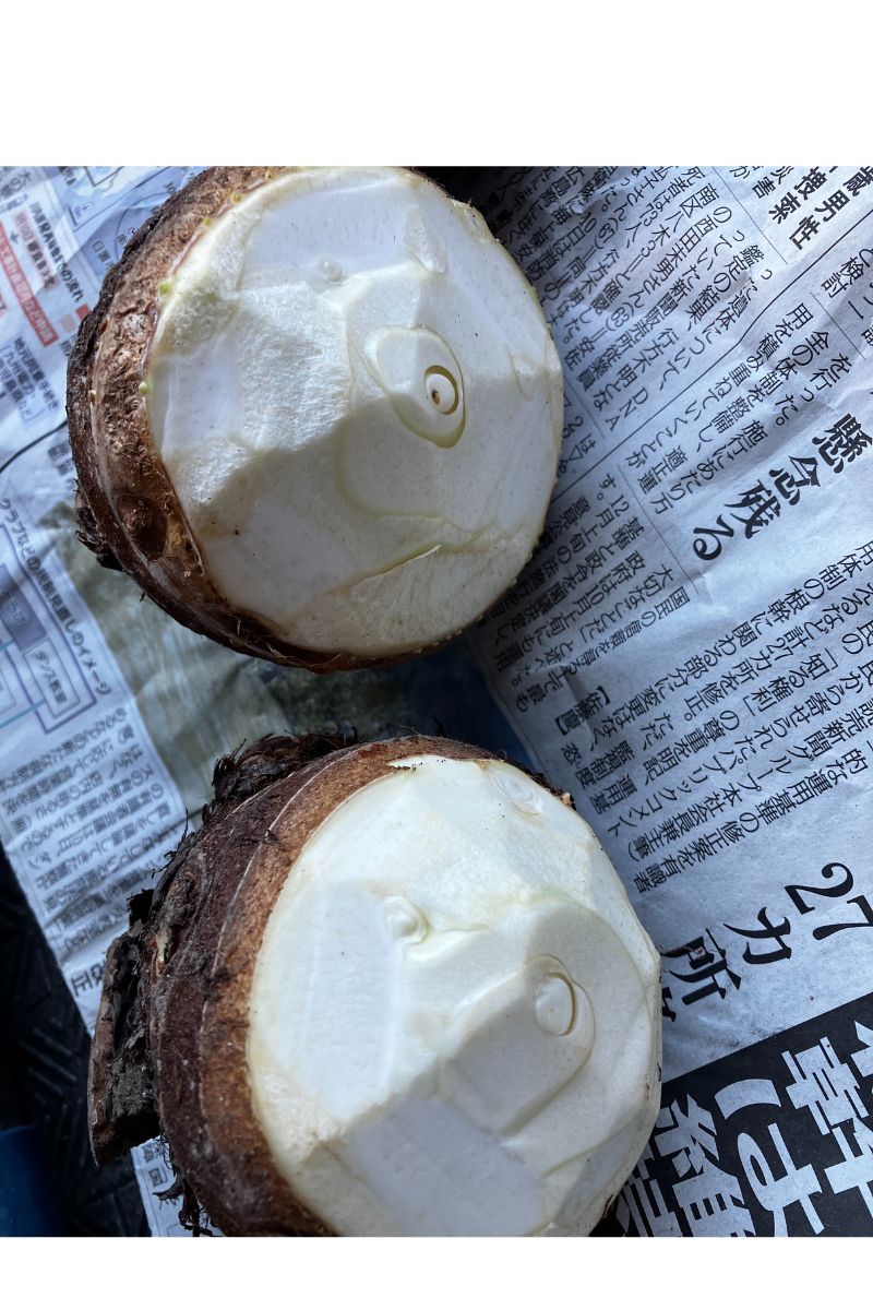 親芋の切り口を乾燥中