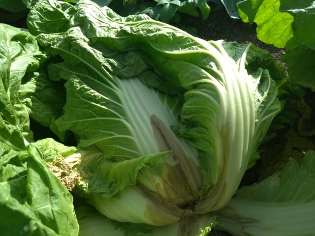 白菜の軟腐病